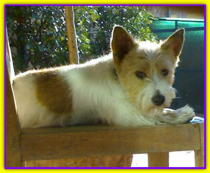 Benjamin, Jack Russell