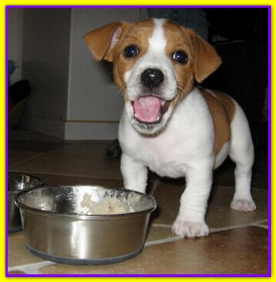Benny, Jack Russell