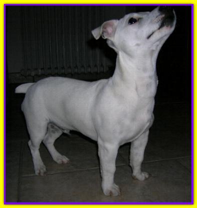 Berlino, Jack Russell Terrier