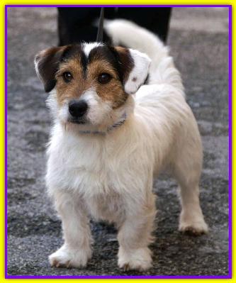 Bernardo, Jack Russell