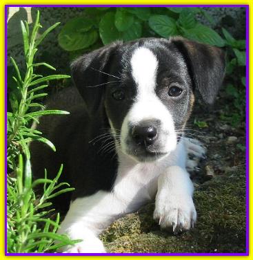 Bilbo, Jack Russell