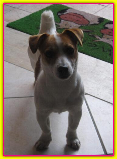 Billa, Jack Russell