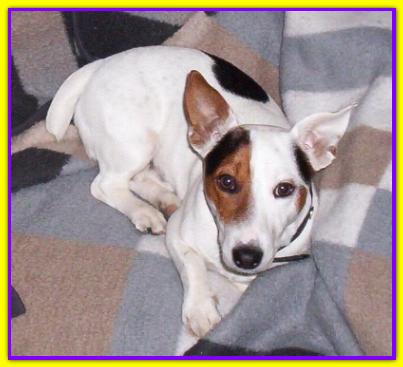 Billy, Jack Russell