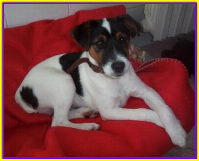Birbo, Jack Russell