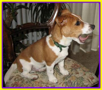 Birillo, Jack Russell