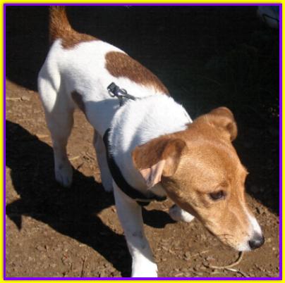 Biro, Jack Russell