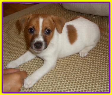 Biscotto, Jack Russell