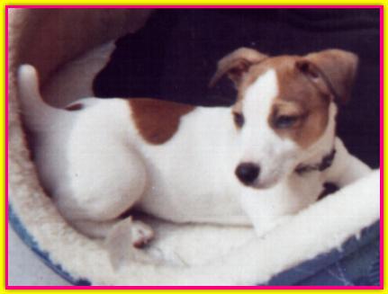 Blanka, Jack Russell