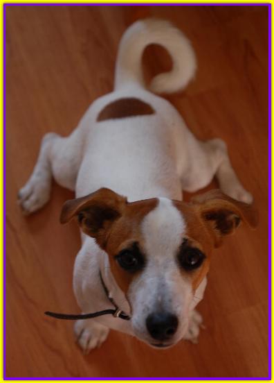 Blu Foster, Jack Russell