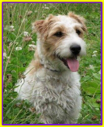 Bonet, Jack Russell