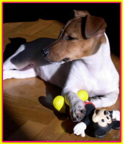 Brandy, Jack Russell