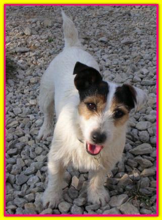 Briciolina; Jack Russell