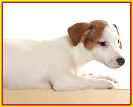 Brioche, Jack Russell