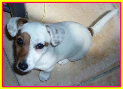 Bulma, Jack Russell