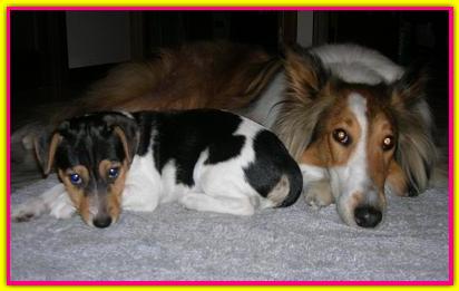 Cabiria, Jack Russell