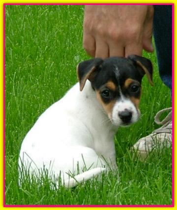 Calliope, Jack Russell