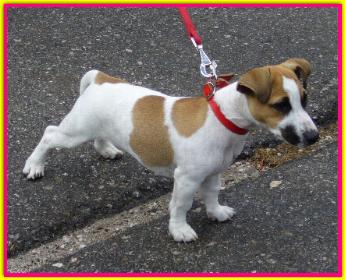 Camilla, Jack Russell