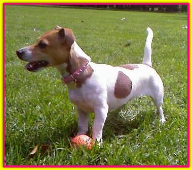 Camilla, Jack Russell