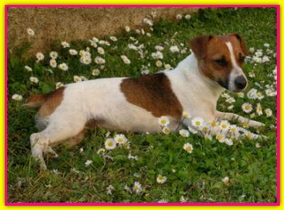 Camy Camilla, Jack Russell