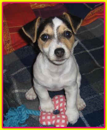 Carol, Jack Russell