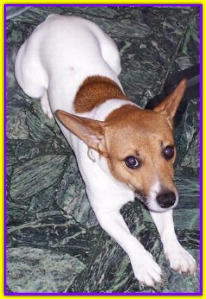 Cesare, Jack Russell