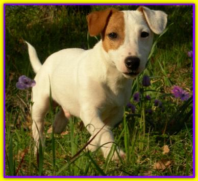 Chad, Jack Russell