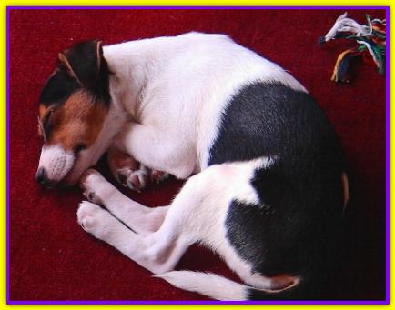Charlie, Jack Russell
