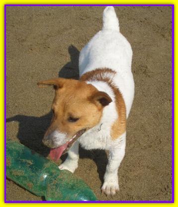 Charlie Gheos, Jack Russell