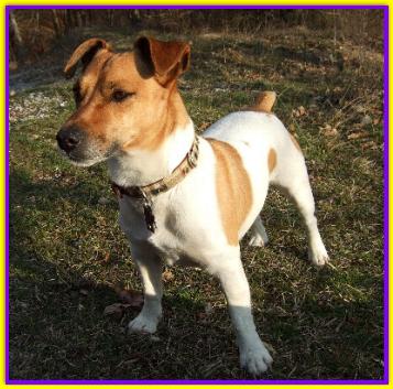 Chico, Jack Russell