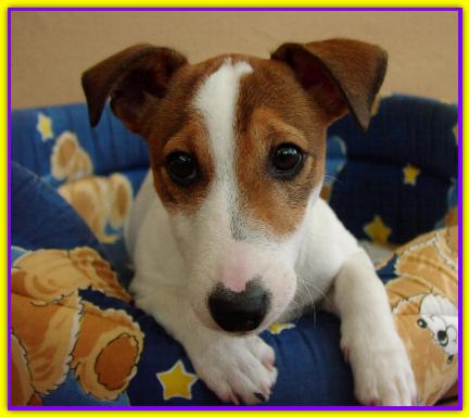 Ciacci Pepe, Jack Russell Terrier