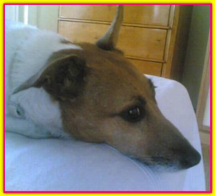 Cic�, Jack Russell Terrier