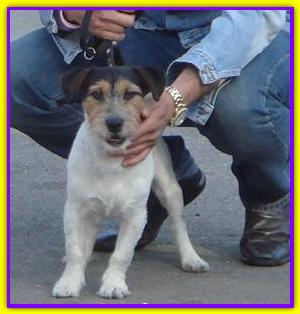 Ciko, Jack Russell