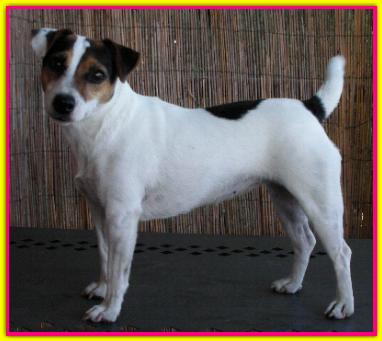 Cipollina, Jack Russell