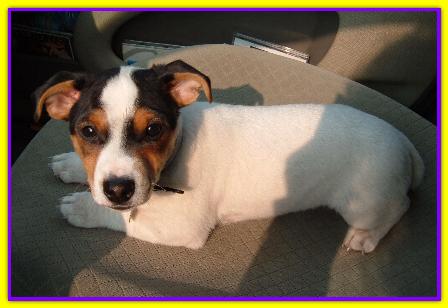 Ciro, Jack Russell