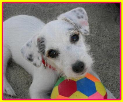 Cleopatra, Jack Russell