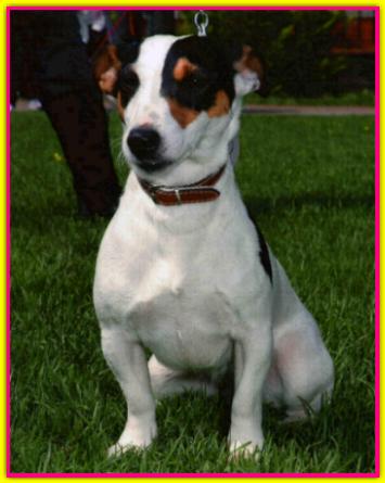Clo, Jack Russell
