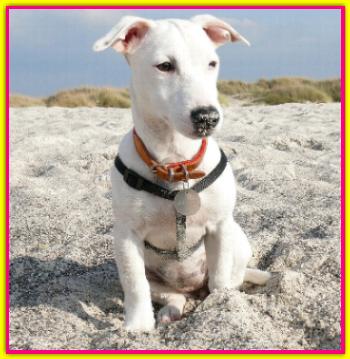 Cloe, Jack Russell