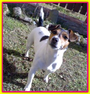 Clodagh, Jack Russell