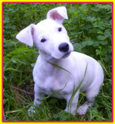 Dacia, Jack Russell