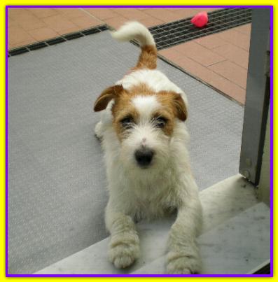 Dago, Jack Russell