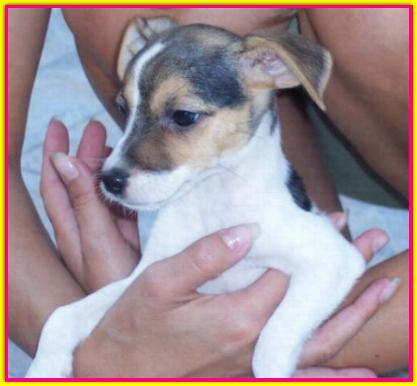 Dana, Jack Russell