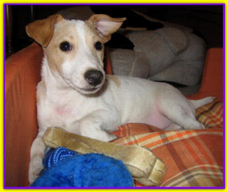 Dandy, Jack Russell