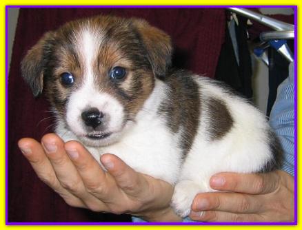 Dartagnan, Jack Russell