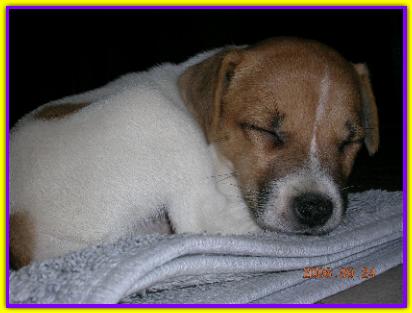 Datch, Jack Russell