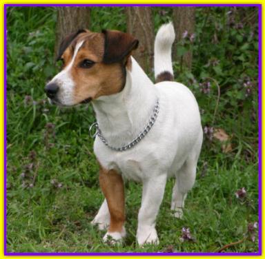 Dedo, Jack Russell