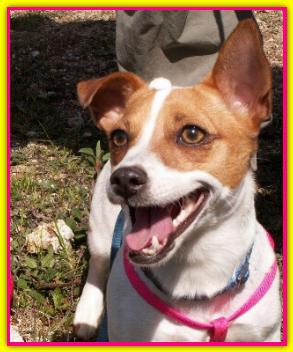 Desdemona, Jack Russell