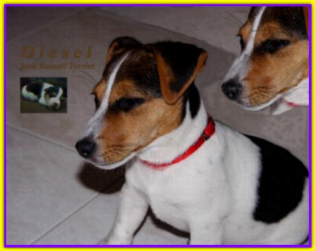 Diesel, Jack Russell