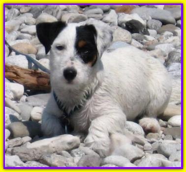 Eddie, Jack Russell