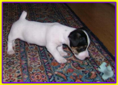 Eliot, jack Russell