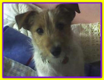Enea, Jack Russell